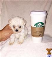 maltipoo puppy posted by NEW PUPPIES